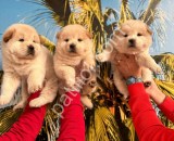 RESMİ İŞLETMEDEN AYI SURAT CHOW CHOW YAVRULARI