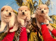 RESMİ İŞLETMEDEN AYI SURAT CHOW CHOW YAVRULARI