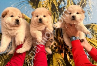 RESMİ İŞLETMEDEN AYI SURAT CHOW CHOW YAVRULARI