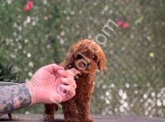 Antalya satılık Toy Poodle