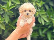 En Sevimli Maltipoo Yavrularım