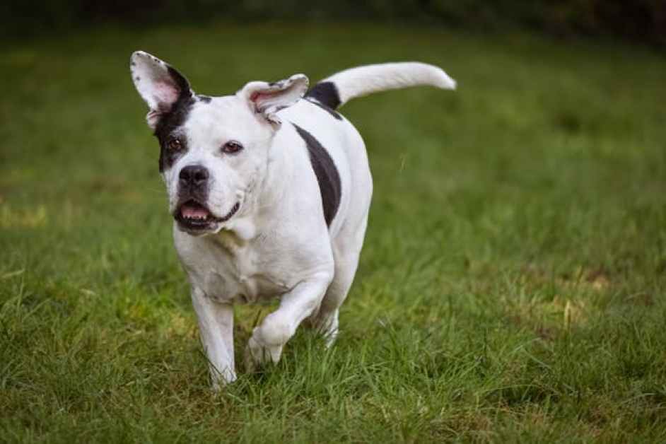Bull Terrier Hakkında Herşey