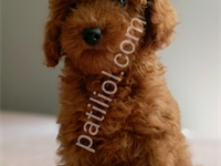 Veteriner Teknikerinden Ev Doğumlu Irk Ve Sağlık Garantili Toy Poodle