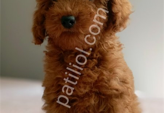 Veteriner teknikerinden ev doğumlu ırk ve sağlık garantili Toy Poodle