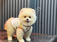 Tüy yumağı dost canlısı pomeranian yavrularım