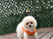 Pamuk Gibi Pomeranian Boo Yavru