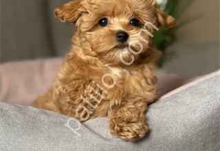 Maltipoo ırk ve sağlık garantili yavrular