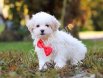 MALTESE TERRİER CİNSİ