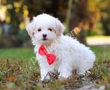 MALTESE TERRİER CİNSİ