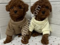 Red Toy Poodle Sevimli Yavrular