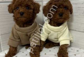 RED TOY POODLE SEVİMLİ YAVRULAR