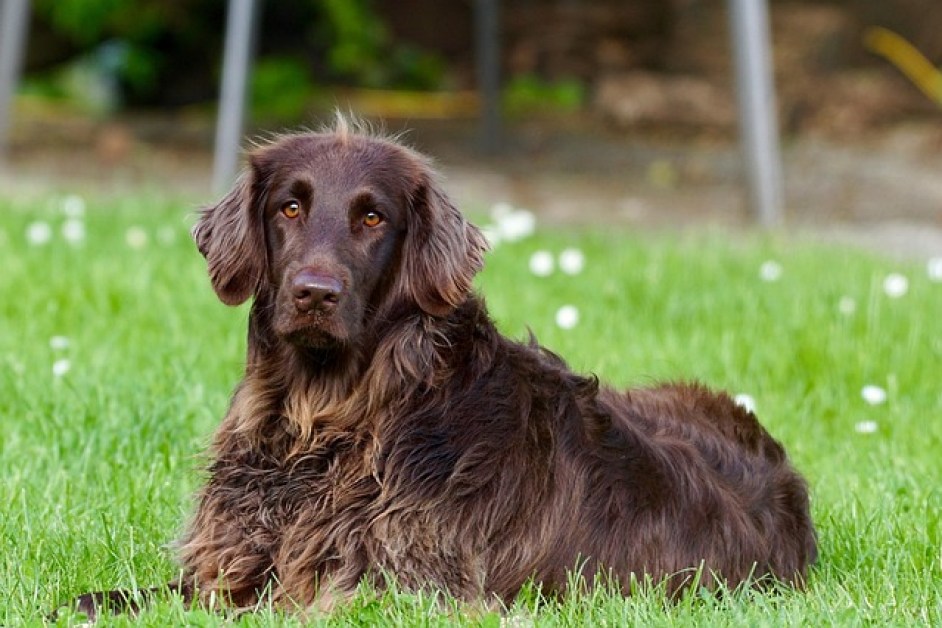 Köpekler Renkleri Görür mü?