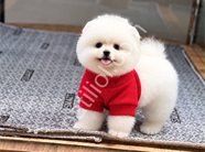 Ayıcık surat pomeranian Boo yavrularım