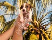 RESMİ İŞLETMEDEN JACK RUSSEL YAVRULARI