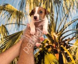 RESMİ İŞLETMEDEN JACK RUSSEL YAVRULARI