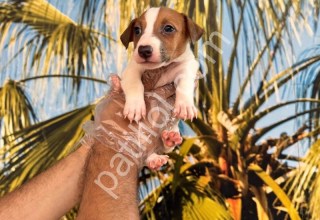 RESMİ İŞLETMEDEN JACK RUSSEL YAVRULARI