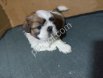 Harika Tüy Yapısına Sahip Shih Tzu Yavrularım