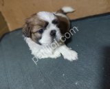 Harika Tüy Yapısına Sahip Shih Tzu Yavrularım