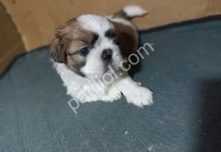 Harika Tüy Yapısına Sahip Shih Tzu Yavrularım