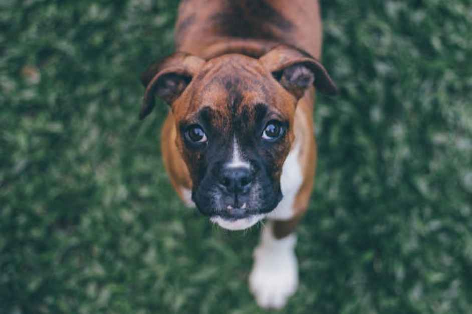 Boxer Köpek Hakkında Her Şey