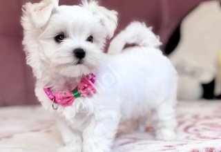MALTESE TERRİER CİNSİ YAVRULAR