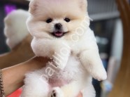 Sağlık ve Irk Garantili Pomeranian Boo