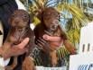 RESMİ İŞLETMEDEN KİNG DOBERMAN YAVRULARI