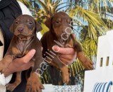 RESMİ İŞLETMEDEN KİNG DOBERMAN YAVRULARI