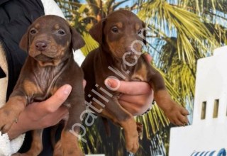 RESMİ İŞLETMEDEN KİNG DOBERMAN YAVRULARI