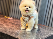 Tüy yumağı dost canlısı pomeranian yavrularım