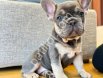 Nadir Renk Blue Tan French Bulldog Yavruları