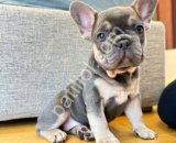 Nadir Renk Blue Tan French Bulldog Yavruları