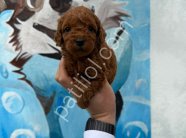 Ruhsatlı İşletmemizden Safkan Toy Poodle Yavruları
