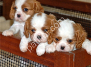Dişi ve Erkek King Charles Cavalier Yavrularımız