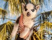 RESMİ İŞLETMEDEN HUSKY RENKLİ GÖZ YAVRULAR
