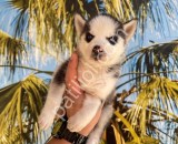 RESMİ İŞLETMEDEN HUSKY RENKLİ GÖZ YAVRULAR