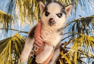 RESMİ İŞLETMEDEN HUSKY RENKLİ GÖZ YAVRULAR