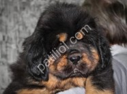 Kralların Köpeği