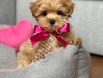 Aile dostu ırk maltipoo yavrular