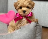 Aile dostu ırk maltipoo yavrular