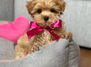 Aile dostu ırk maltipoo yavrular
