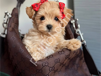 Maltipoo Yavrular