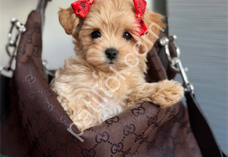 Maltipoo yavrular