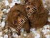 Antalya Toy Poodle Satılık Yavru