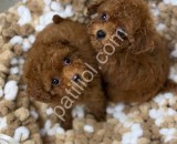 Antalya Toy Poodle Satılık Yavru