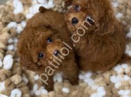 Antalya Toy Poodle Satılık Yavru