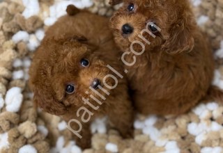 Antalya Toy Poodle Satılık Yavru