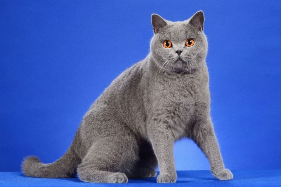 British Shorthair Hakkında Her Şey