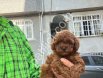 A Kalite Safkan Toy Poodle Yavrularımız