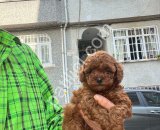 A Kalite Safkan Toy Poodle Yavrularımız